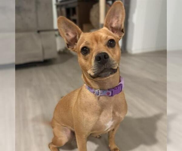 Medium Photo #1 Mutt Puppy For Sale in San Antonio, TX, USA