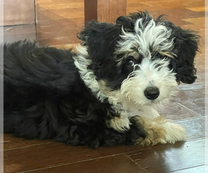 Bernedoodle (Miniature) Dog for Adoption in POUNDING MILL, Virginia USA