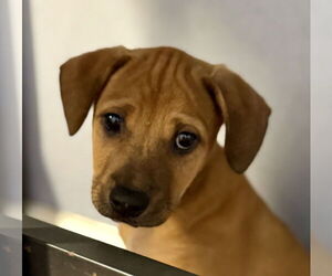 Labrador Retriever-Unknown Mix Dogs for adoption in Jefferson, NJ, USA