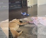 Small #2 Anatolian Shepherd Mix