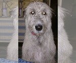 Small Photo #1 Irish Wolfhound Puppy For Sale in BERESFORD, SD, USA