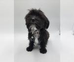 Small #3 Shorkie Tzu