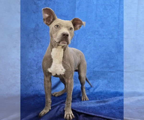 Medium Photo #2 Mutt Puppy For Sale in Lakewood, CO, USA