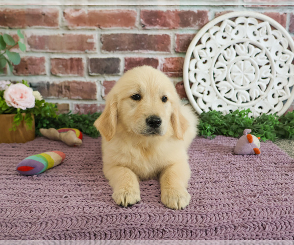 Medium Photo #3 Golden Retriever Puppy For Sale in SYRACUSE, IN, USA