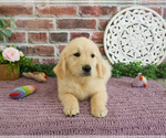 Small #2 Golden Retriever