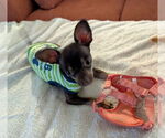Small #2 Chihuahua Mix