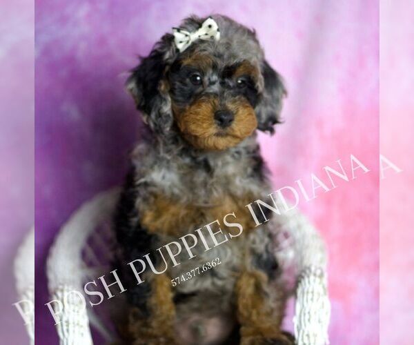 Medium Photo #3 Poodle (Miniature) Puppy For Sale in WARSAW, IN, USA