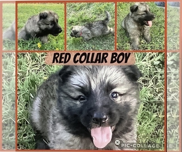Medium Photo #2 German Shepherd Dog Puppy For Sale in WACO, TX, USA
