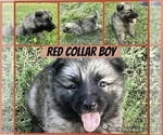Small #1 German Shepherd Dog