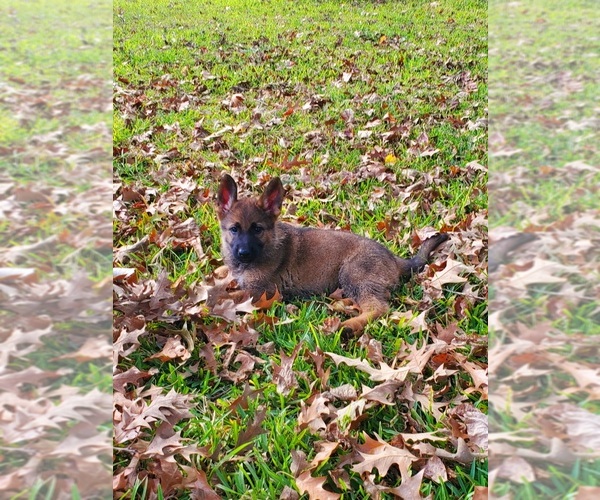Medium Photo #1 German Shepherd Dog Puppy For Sale in PORTER, TX, USA