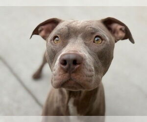 Mutt Dogs for adoption in Tulsa, OK, USA