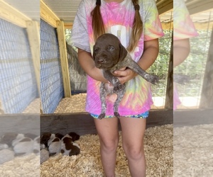 German Shorthaired Pointer Puppy for sale in SAINT GEORGE, GA, USA