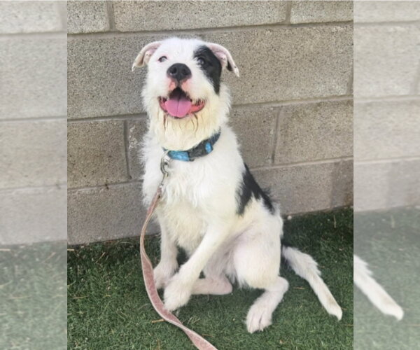 Medium Photo #2 Border Terrier-Unknown Mix Puppy For Sale in Lakewood, CO, USA
