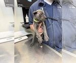 Small #7 Cane Corso