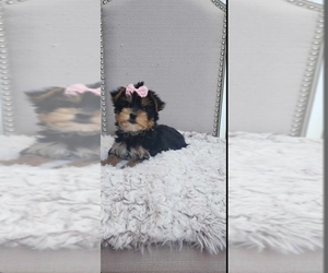 Yorkshire Terrier Puppy for sale in INDIANAPOLIS, IN, USA
