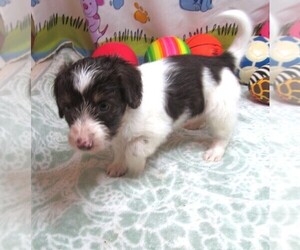 Chiweenie-Poodle (Toy) Mix Puppy for sale in RATTAN, OK, USA