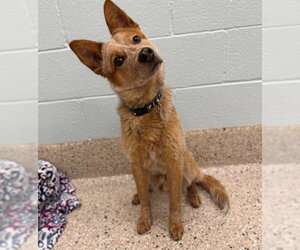 Mutt Dogs for adoption in Brighton, CO, USA