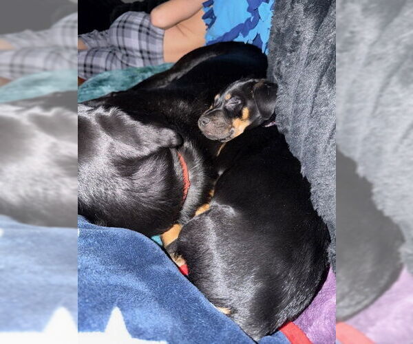 Medium Photo #2 Mutt Puppy For Sale in Plainfield, IL, USA