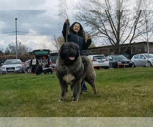 Father of the Caucasian Shepherd Dog puppies born on 02/21/2023