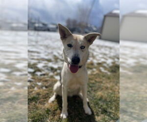 German Shepherd Dog Dogs for adoption in Ogden, UT, USA