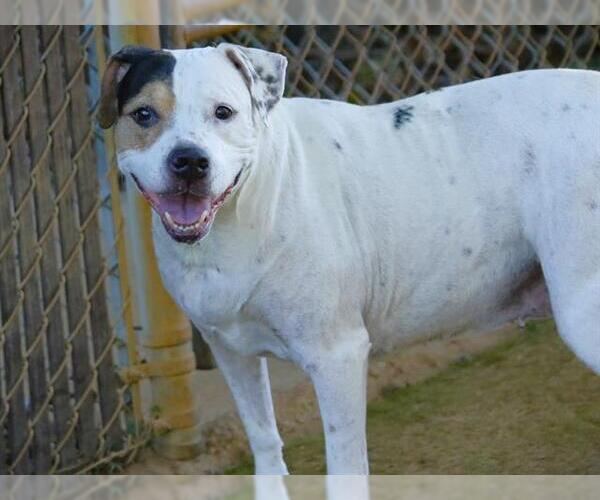 Medium Photo #1 American Staffordshire Terrier-Unknown Mix Puppy For Sale in Tallahassee, FL, USA
