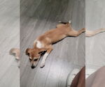 Small #2 Labrador Retriever Mix