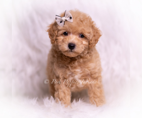 Medium Photo #4 Poodle (Toy) Puppy For Sale in WARSAW, IN, USA