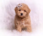 Small #3 Poodle (Toy)