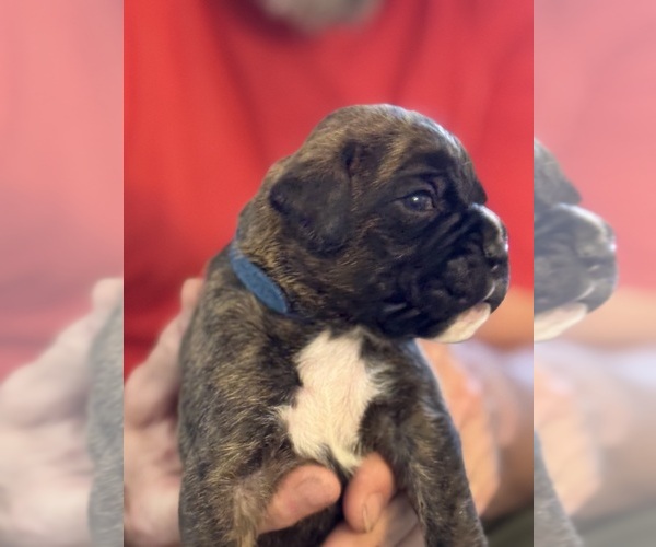 Medium Photo #4 Boxer Puppy For Sale in LANSING, MI, USA