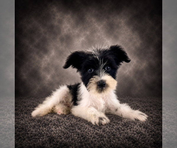 Medium Photo #5 Schnauzer (Miniature) Puppy For Sale in GREENFIELD, IN, USA