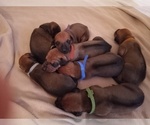 Small Photo #4 Rhodesian Ridgeback Puppy For Sale in FORT MYERS, FL, USA