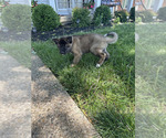Puppy Female 2 Akita