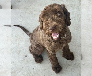 Labrador Retriever-Unknown Mix Dogs for adoption in Valrico, FL, USA