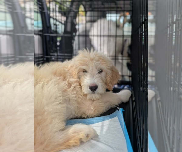 Medium Photo #2 Pyredoodle Puppy For Sale in Croydon, NH, USA