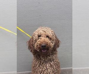 Poodle (Standard)-Unknown Mix Dogs for adoption in Las Vegas, NV, USA