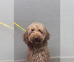 Small Poodle (Standard) Mix