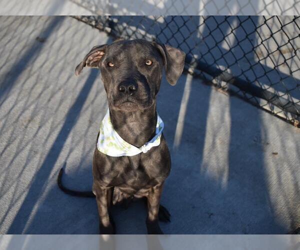 Medium Photo #4 Mutt Puppy For Sale in Tulsa, OK, USA