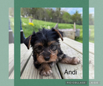 Puppy Puppy 4llllAndi YorkiePoo