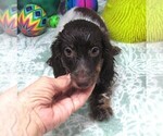 Small #2 Dachshund
