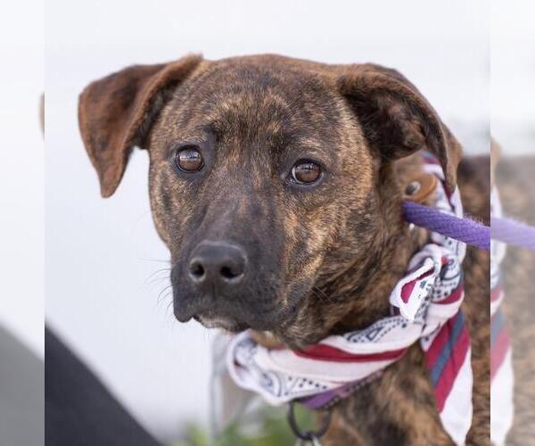 Medium Photo #13 Labrador Retriever-Unknown Mix Puppy For Sale in San Diego, CA, USA