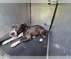 American Staffordshire Terrier-Unknown Mix Dogs for adoption in San Antonio, TX, USA