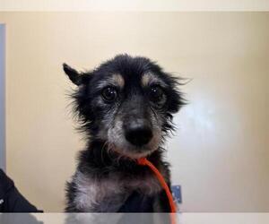 Cairn Terrier Dogs for adoption in Orange, CA, USA