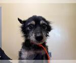 Small Cairn Terrier