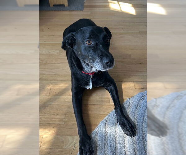 Medium Photo #14 Labrador Retriever-Unknown Mix Puppy For Sale in Oakhurst, NJ, USA