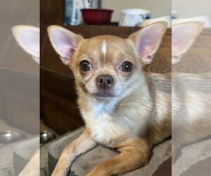 Chihuahua Dogs for adoption in Seattle, WA, USA