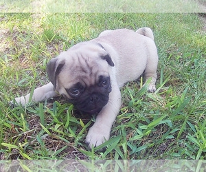 Pug Puppy for Sale in BULLARD, Texas USA