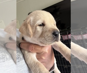 Labrador Retriever Puppy for sale in OSYKA, MS, USA