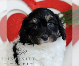 Cavachon Puppy for sale in GORDONVILLE, PA, USA