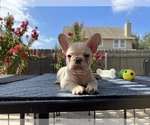 Small #2 French Bulldog