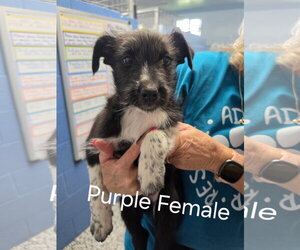 Mutt Dogs for adoption in Emmett, ID, USA